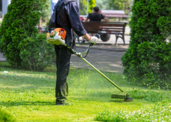 Local authority employee, council