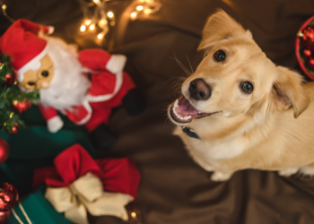 Dog at Christmas, pets