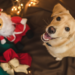 Dog at Christmas, pets